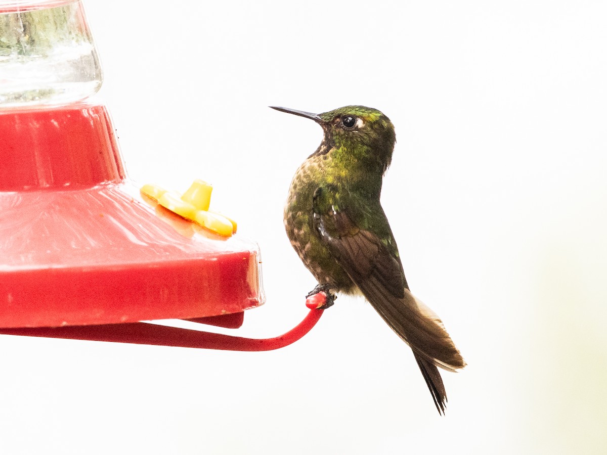 kolibřík dřišťálový - ML621047376