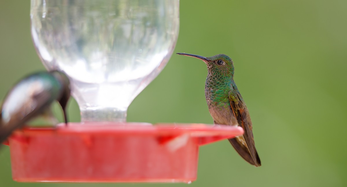 kolibřík mexický - ML621047387