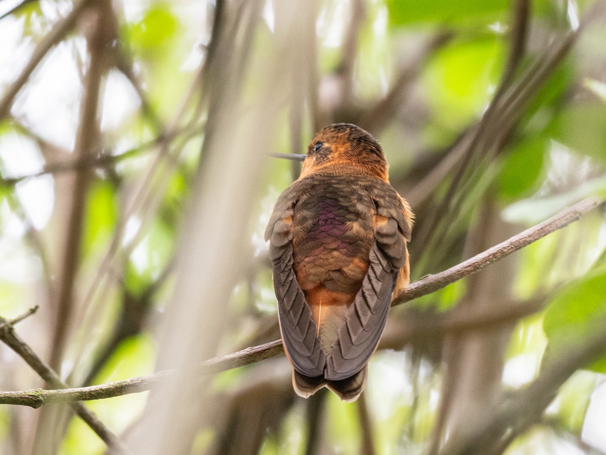 kolibřík duhovohřbetý - ML621047393