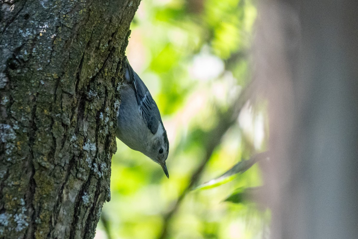 White-breasted Nuthatch - ML621047405