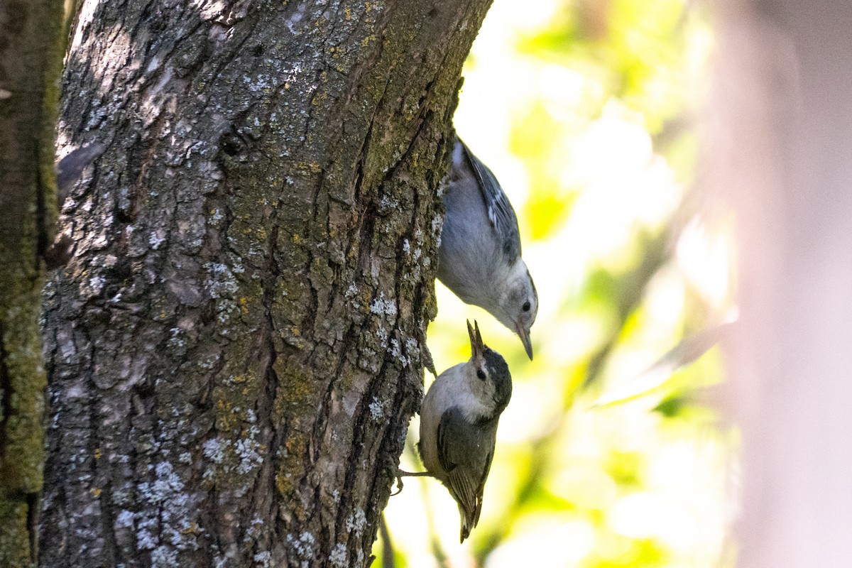 White-breasted Nuthatch - ML621047406