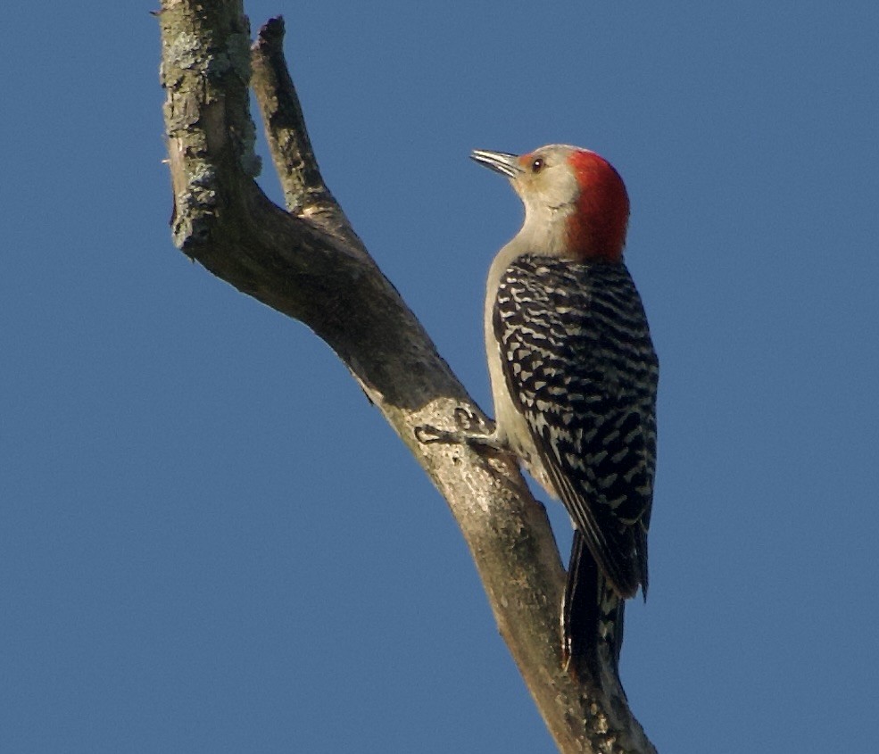 Red-bellied Woodpecker - ML621047426