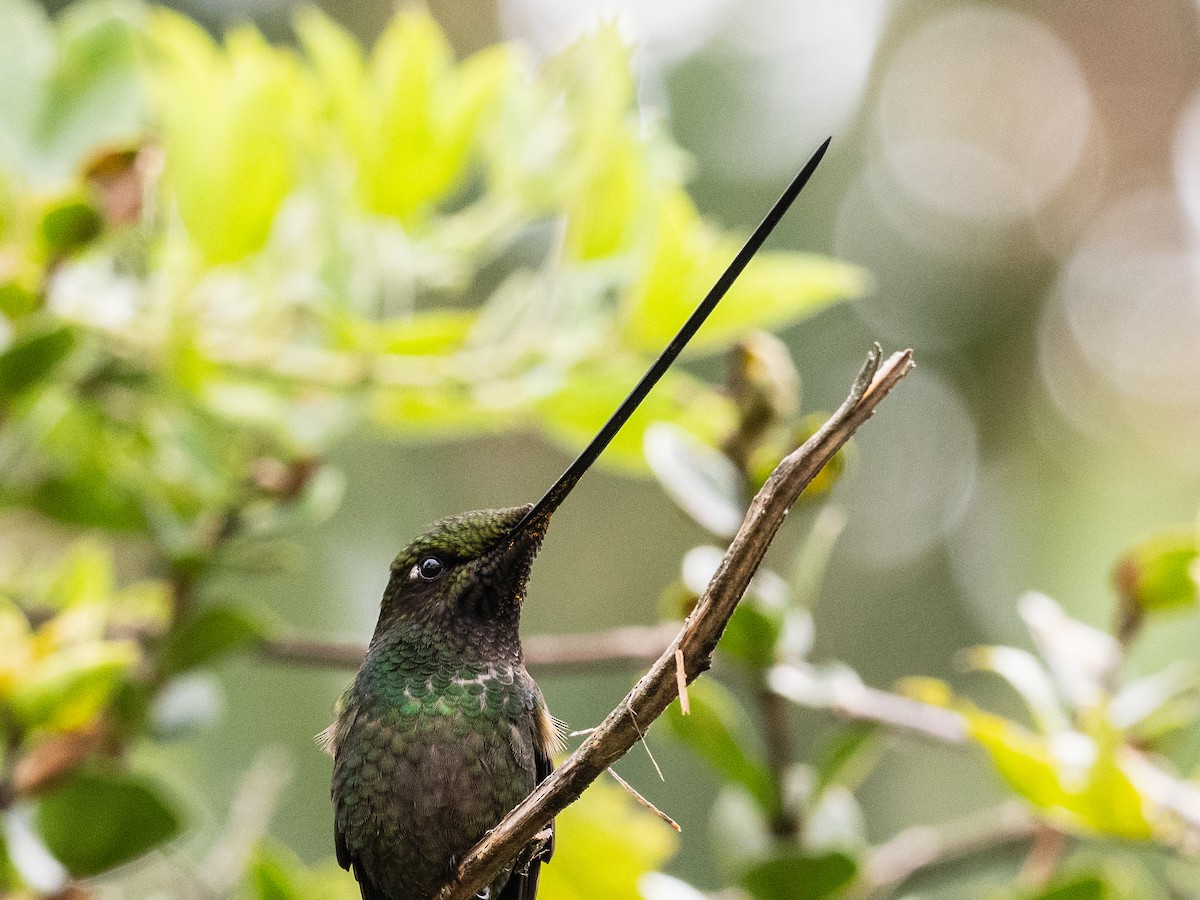 Sword-billed Hummingbird - ML621047430
