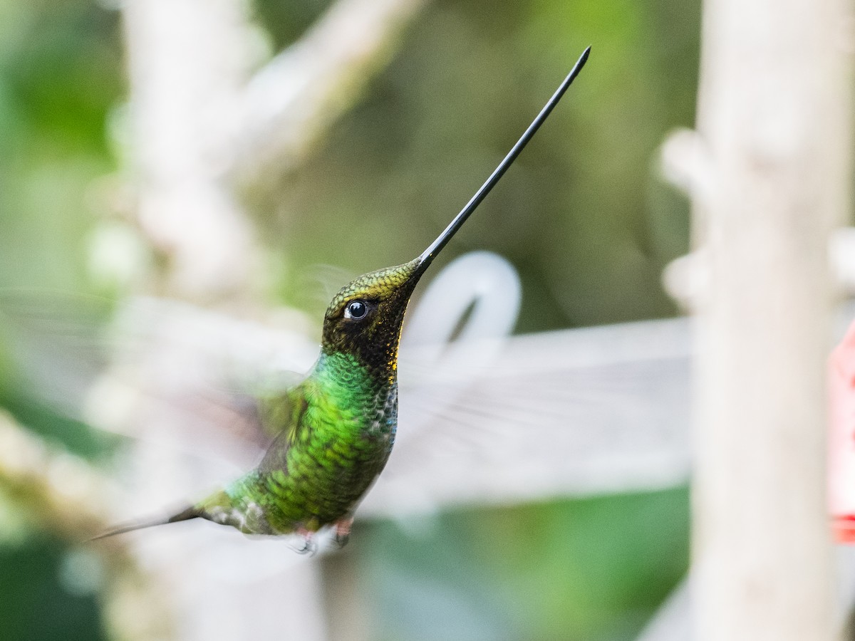 Sword-billed Hummingbird - ML621047432