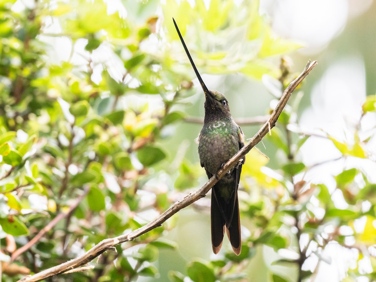 Sword-billed Hummingbird - Bob Friedrichs