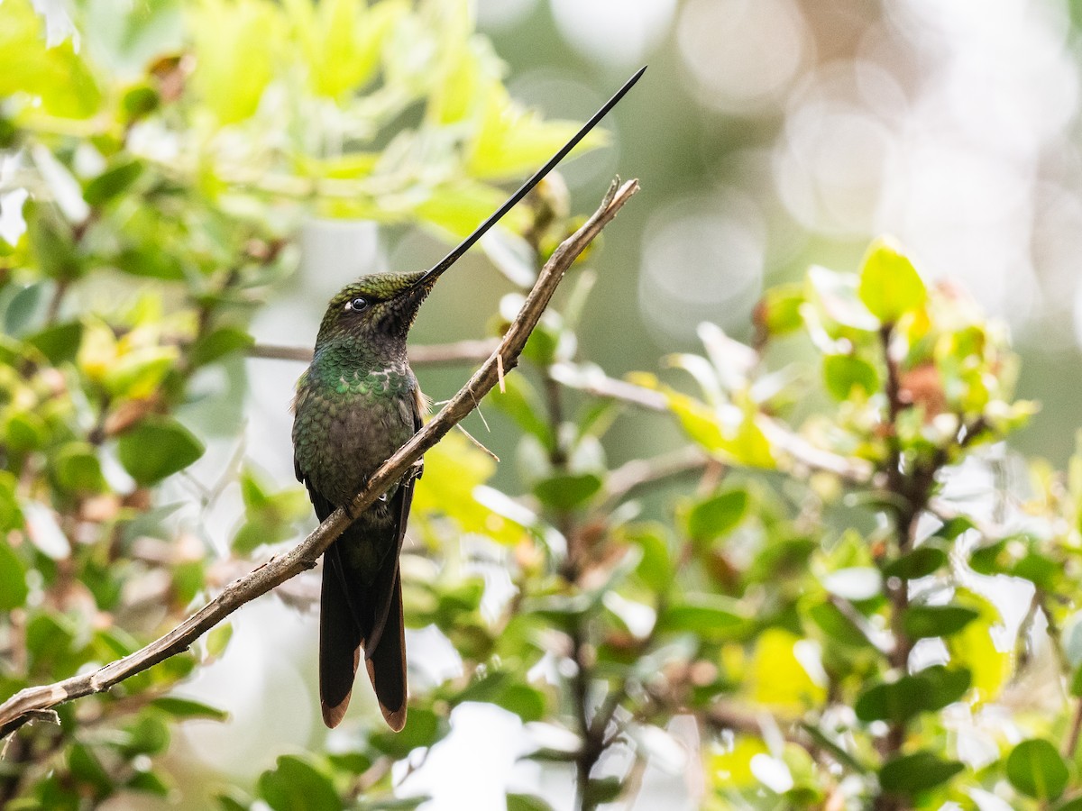 Sword-billed Hummingbird - ML621047435