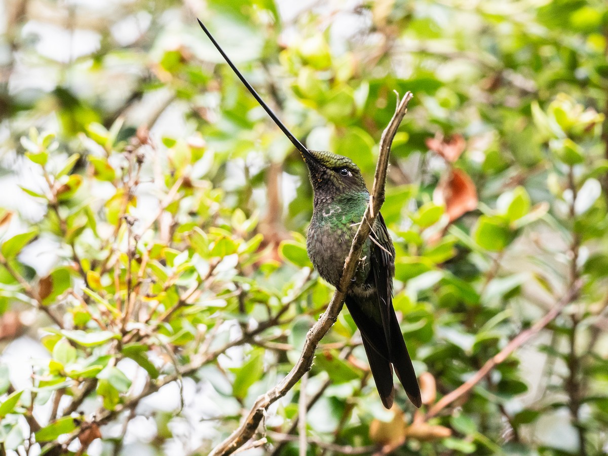 Sword-billed Hummingbird - ML621047436