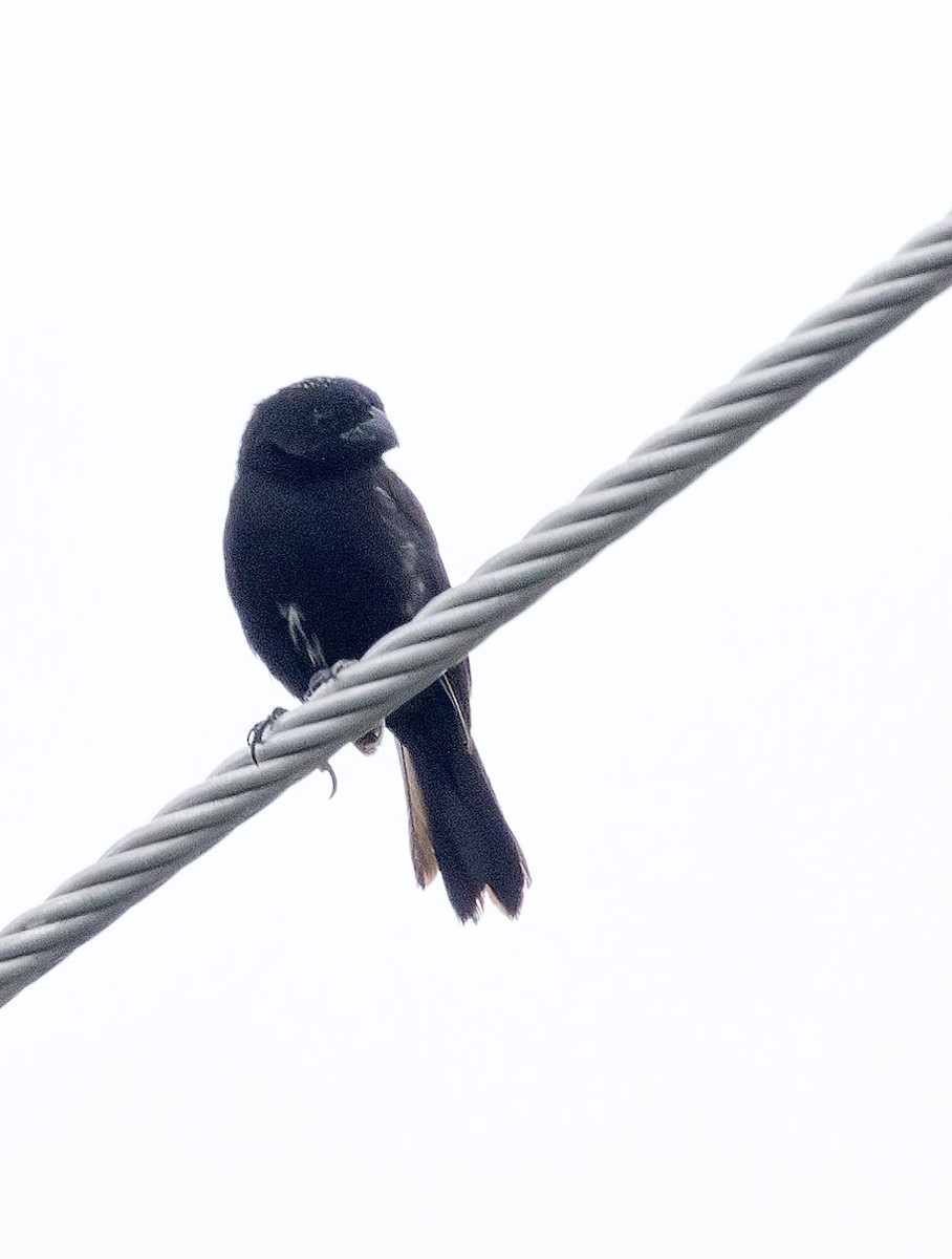 Variable Seedeater (Black) - Jason Lott