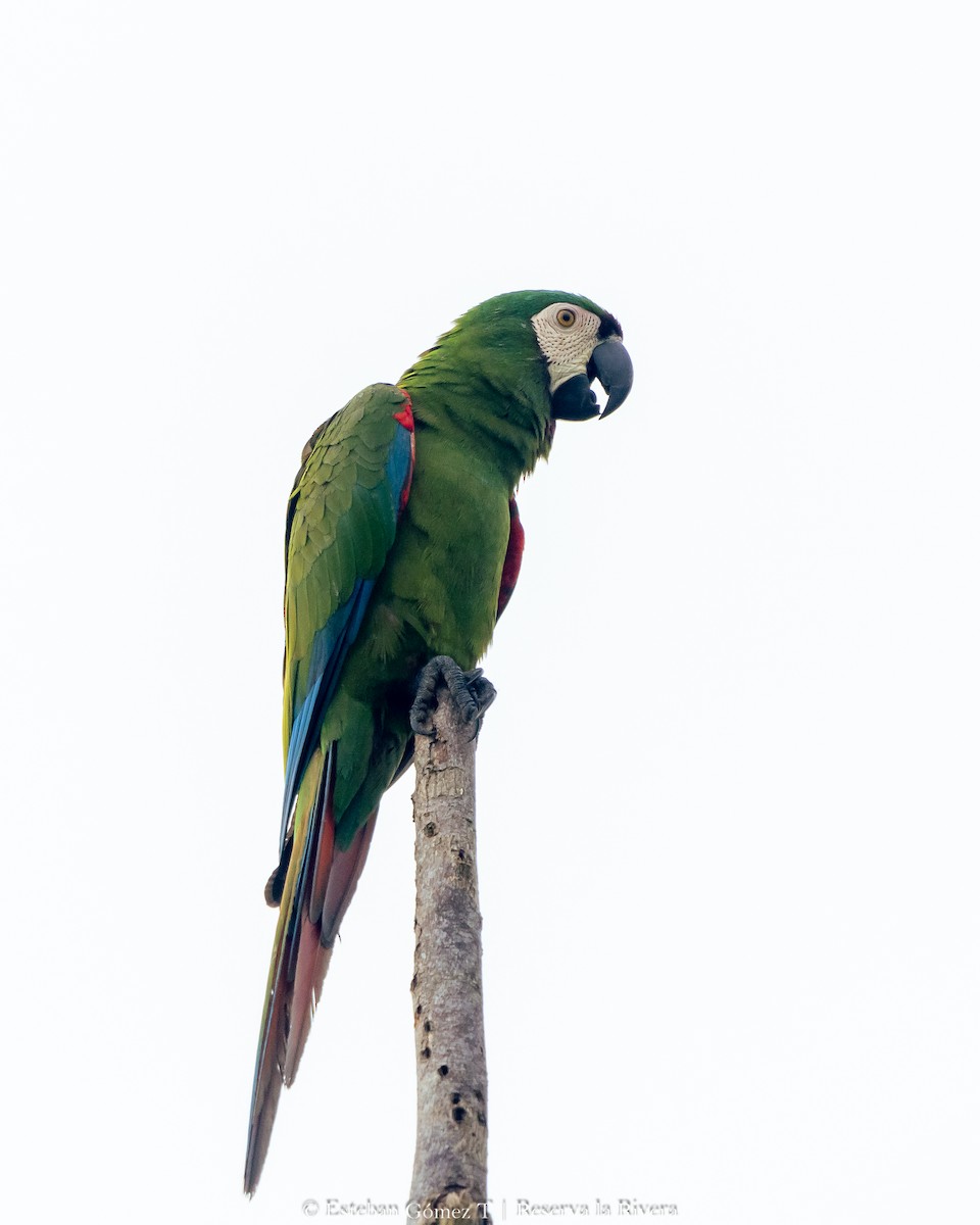 Chestnut-fronted Macaw - ML621047474