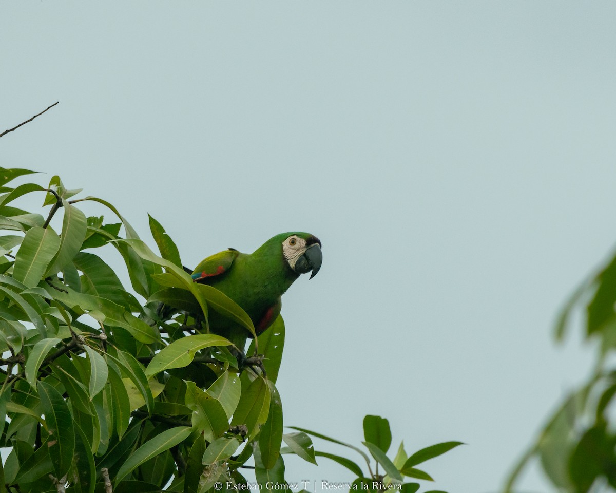 Chestnut-fronted Macaw - ML621047475