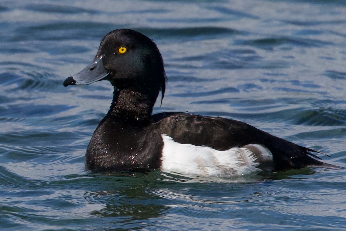 Tufted Duck - ML621047489
