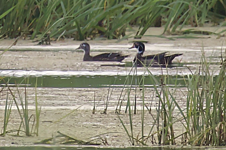 Wood Duck - ML621047506