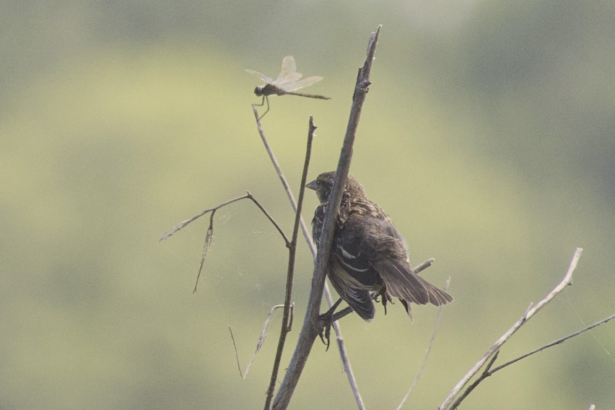 Red-winged Blackbird - ML621047532