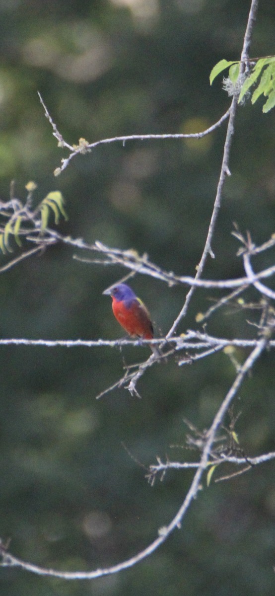 Painted Bunting - ML621047563