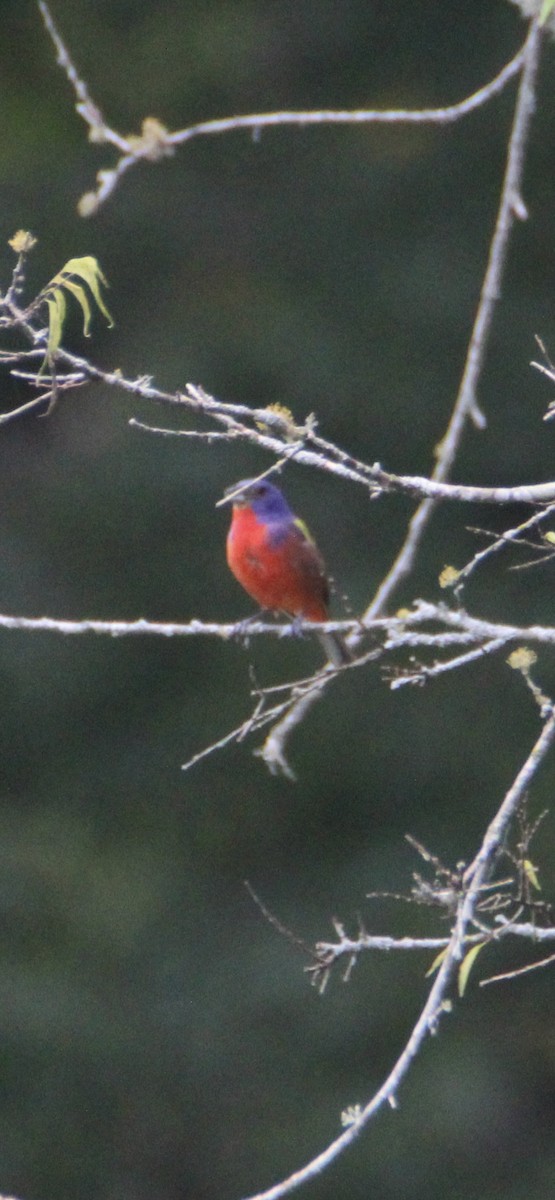 Painted Bunting - ML621047564