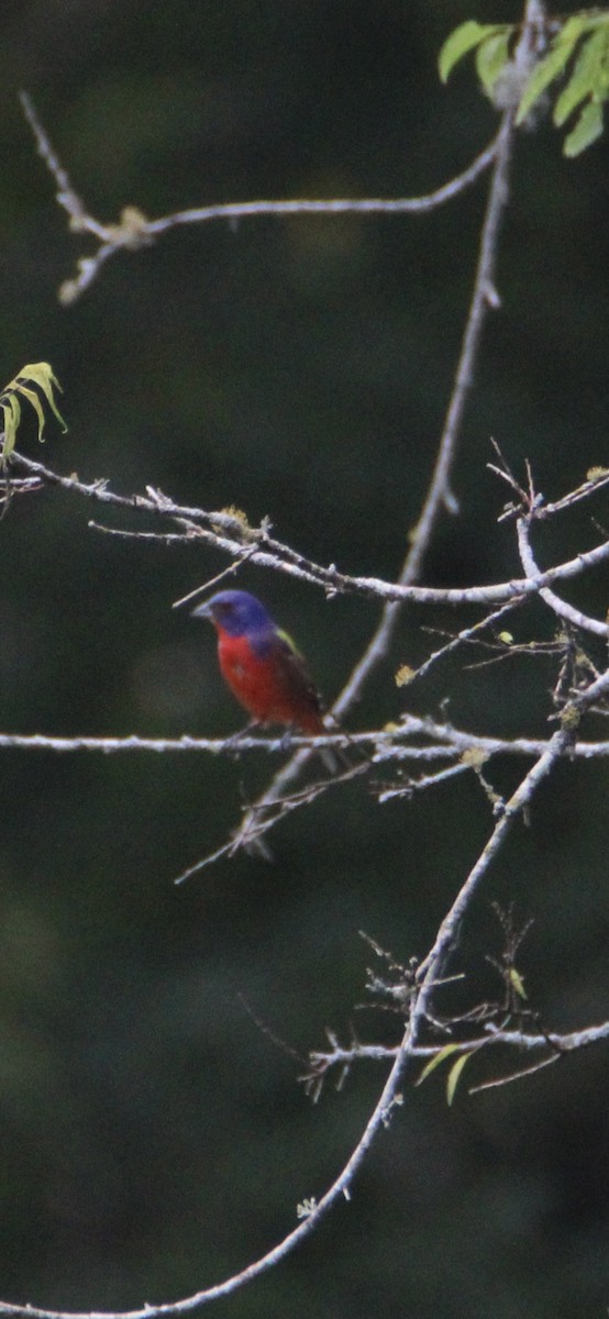 Painted Bunting - ML621047565