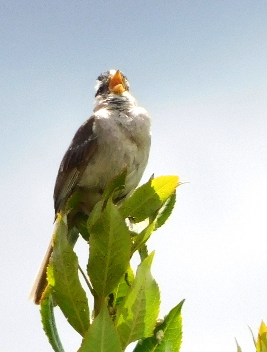 White-crowned Sparrow (pugetensis) - ML621047614
