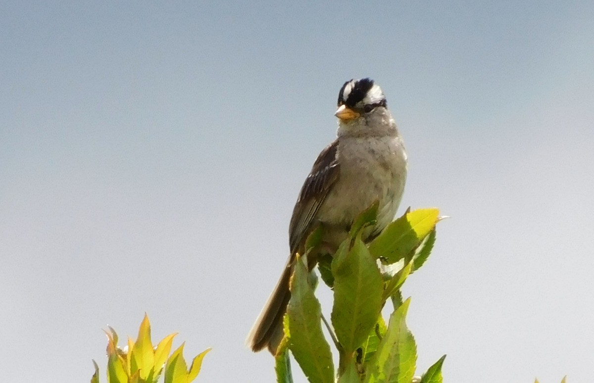 White-crowned Sparrow (pugetensis) - ML621047615