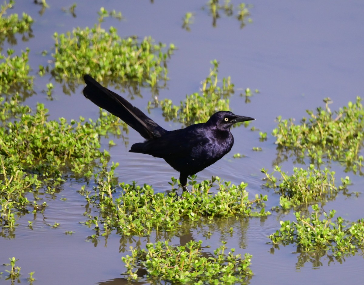 Great-tailed Grackle - ML621047642