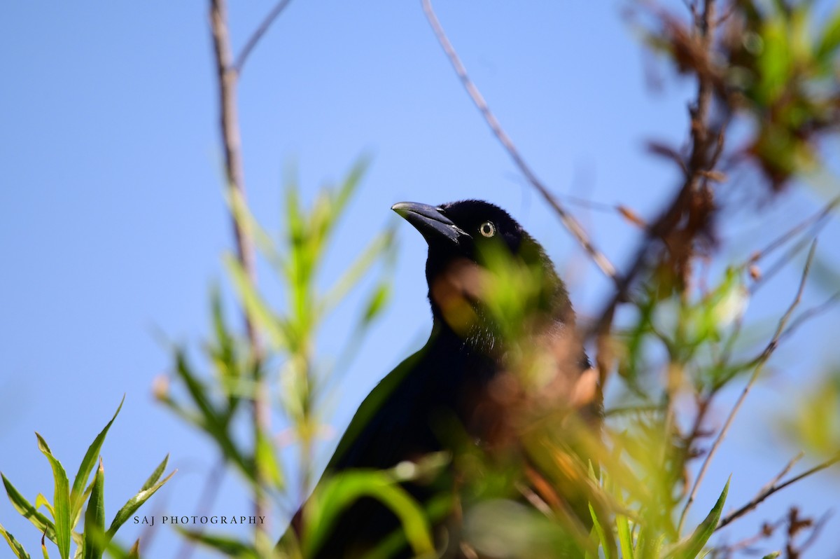 Great-tailed Grackle - ML621047643