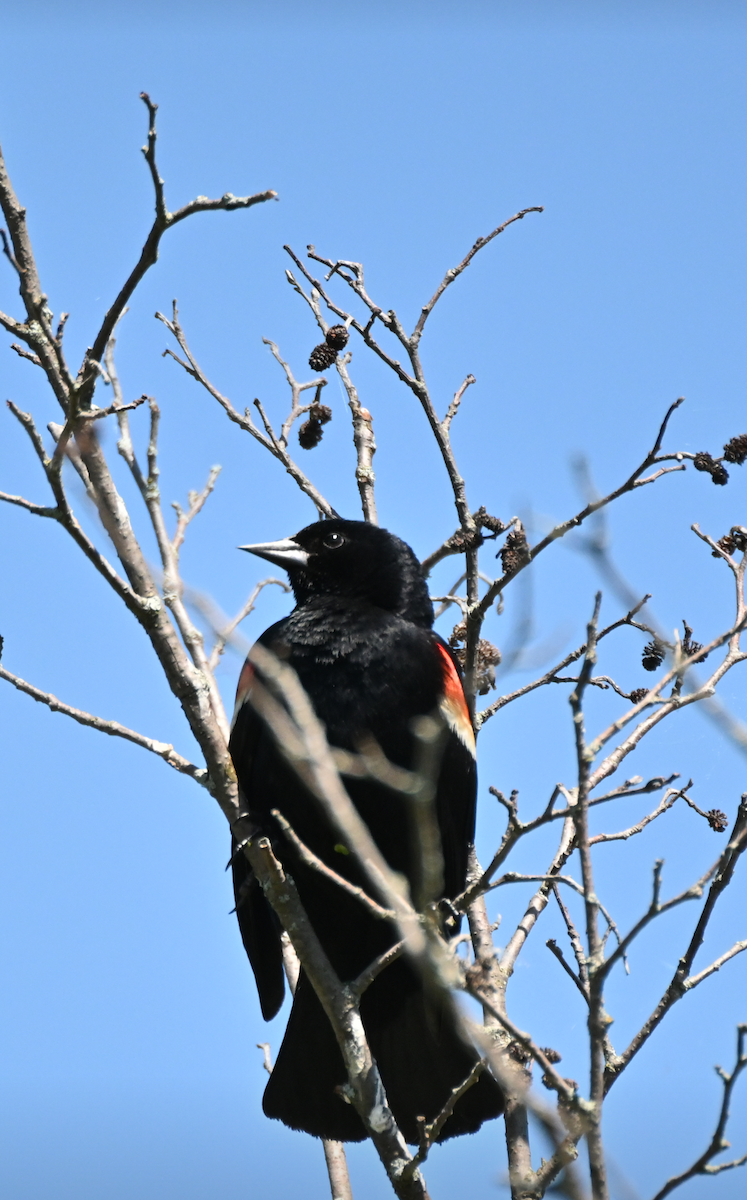 Red-winged Blackbird - ML621047657