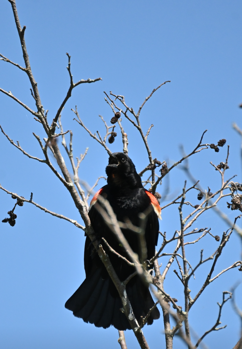 Red-winged Blackbird - ML621047659