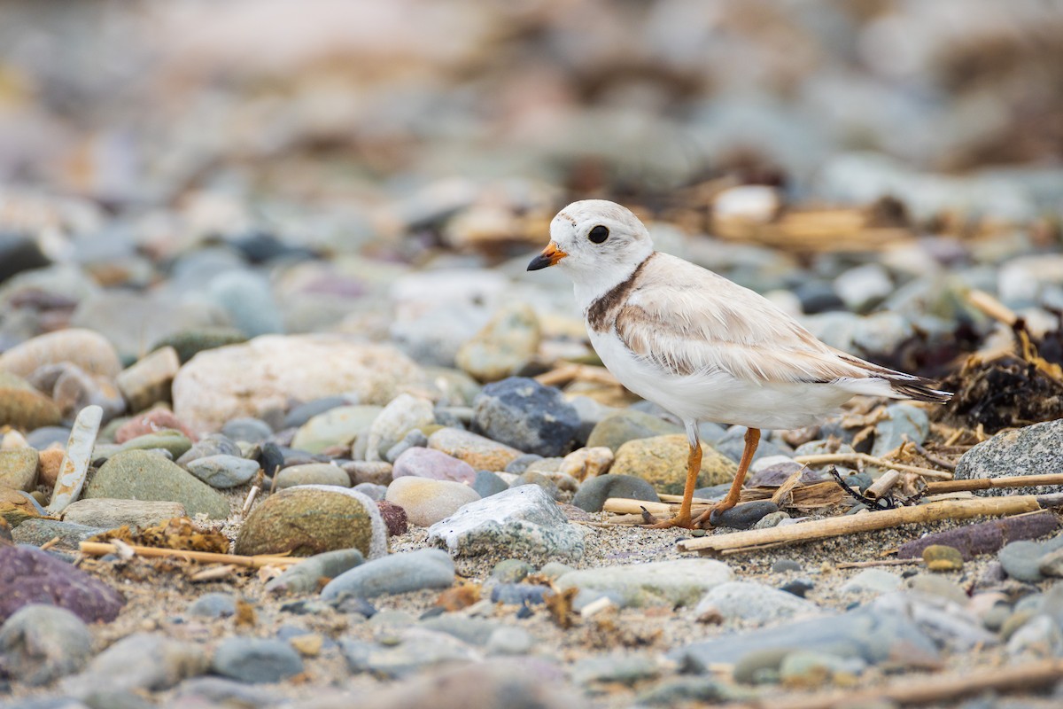 Piping Plover - ML621047681