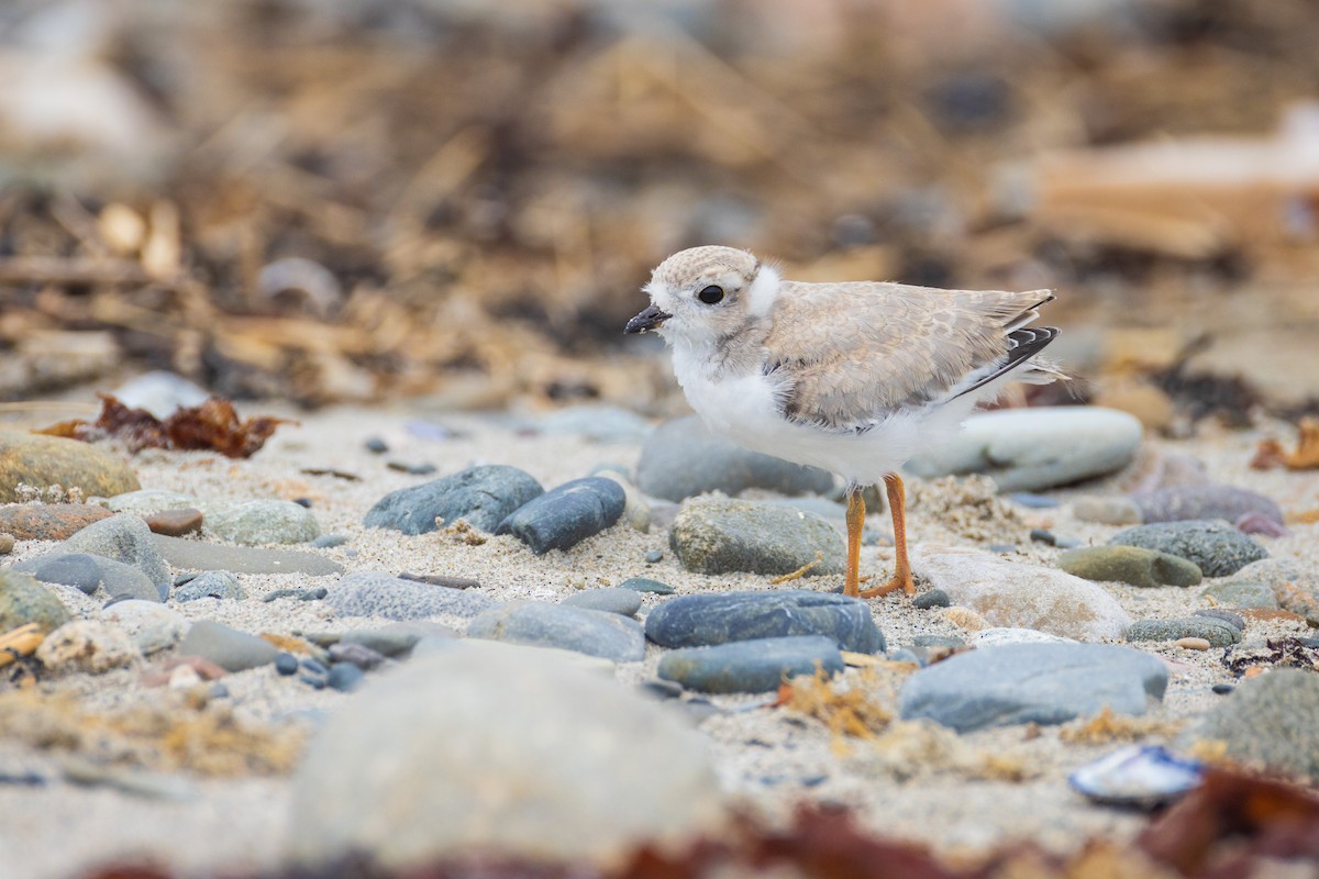 Piping Plover - ML621047682