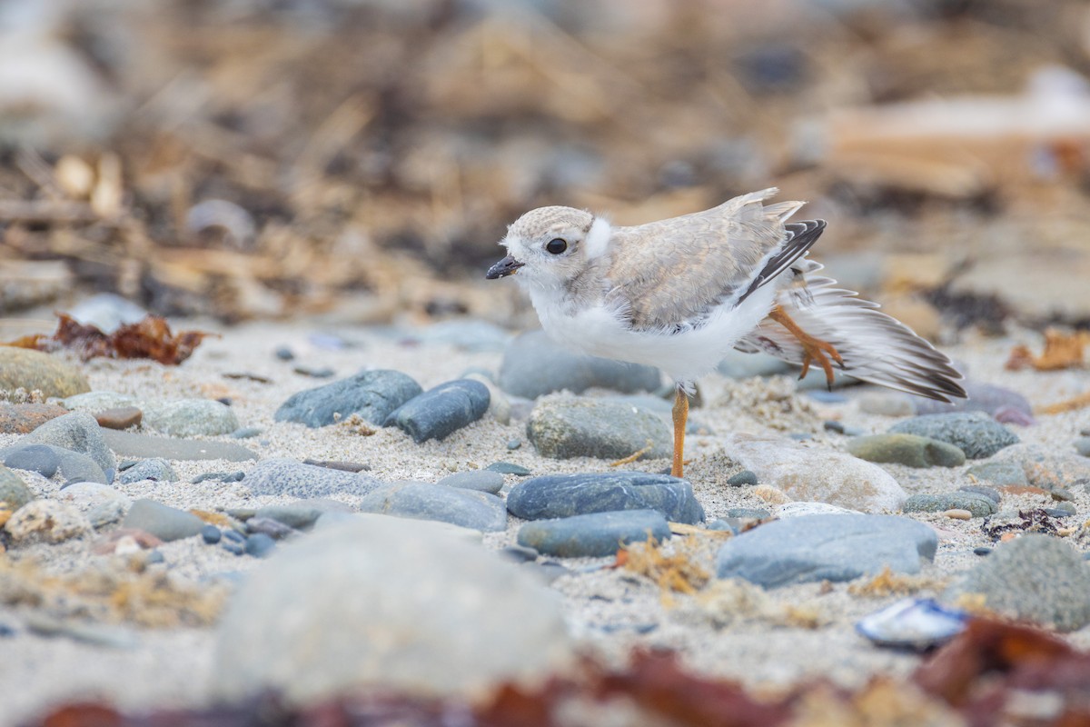 Piping Plover - ML621047684