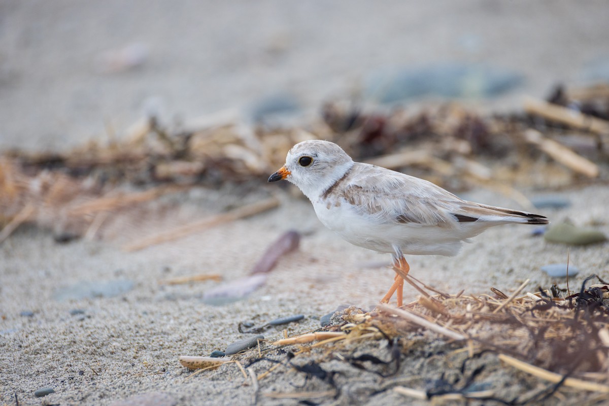 Piping Plover - ML621047685