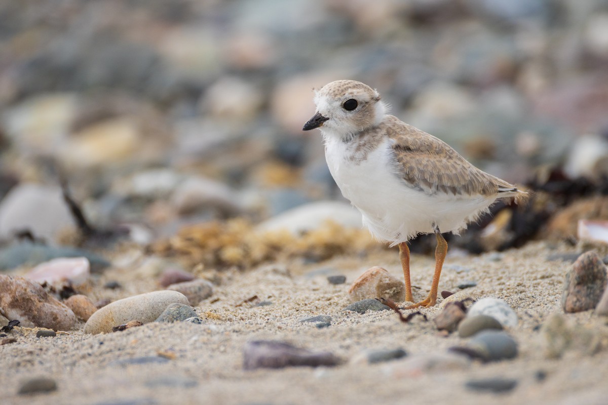 Piping Plover - ML621047686