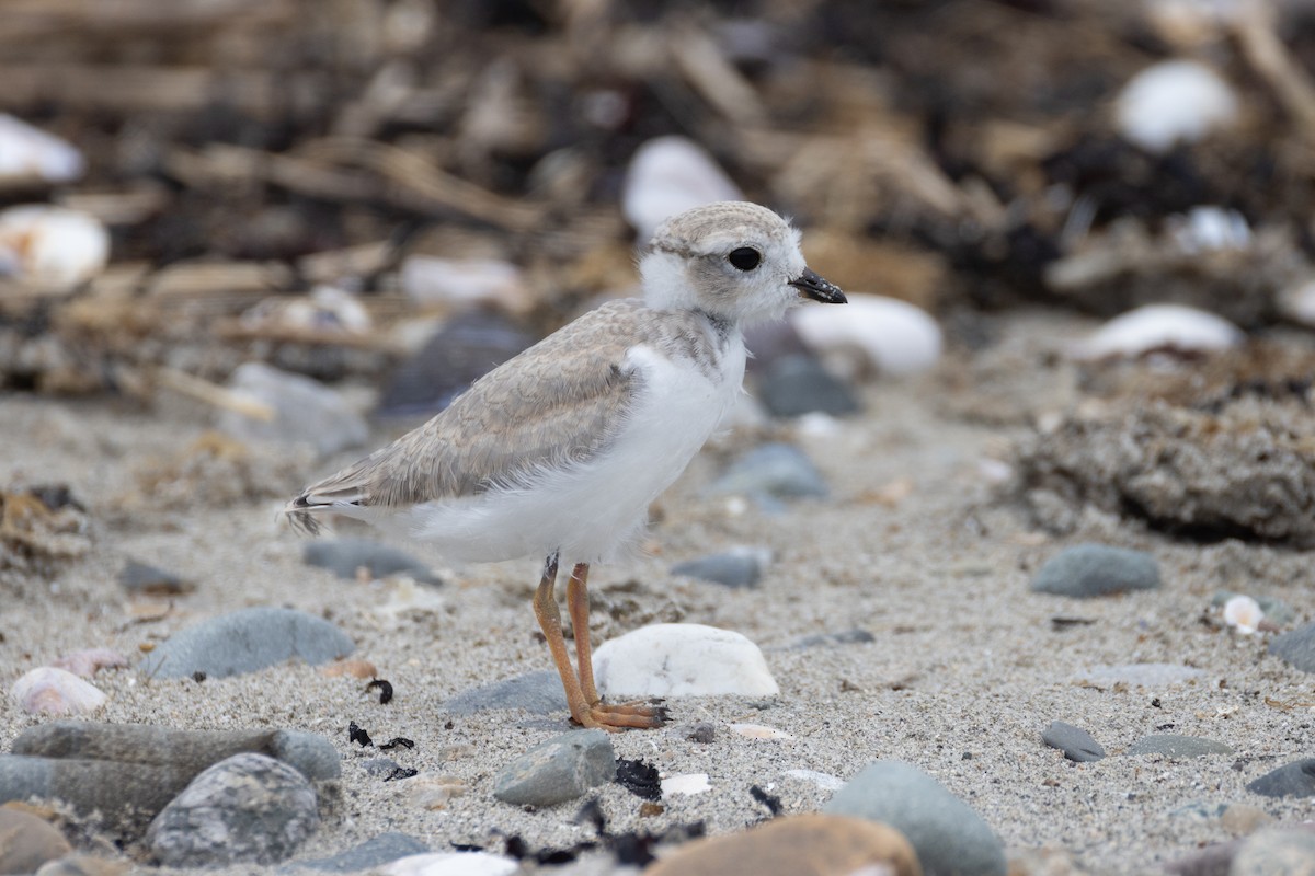 Piping Plover - ML621047687