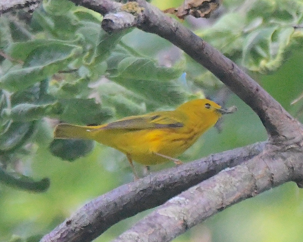 Yellow Warbler - Ted Wolff