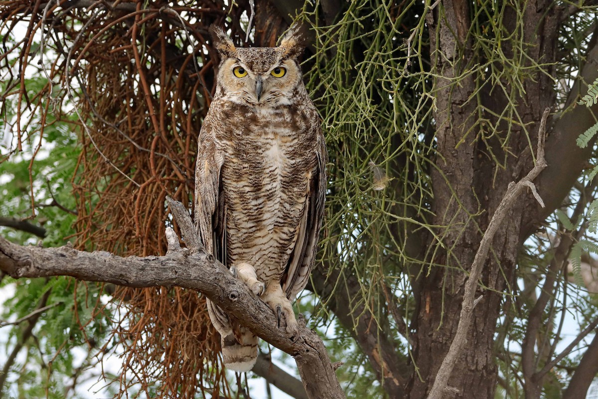 Great Horned Owl - ML621047728