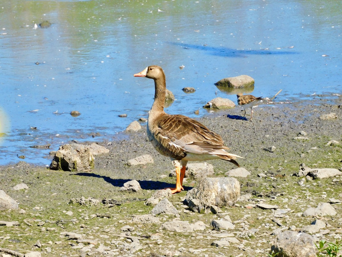 Greater White-fronted Goose - ML621047764