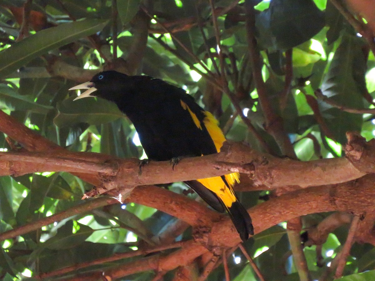 Yellow-rumped Cacique - ML621047774