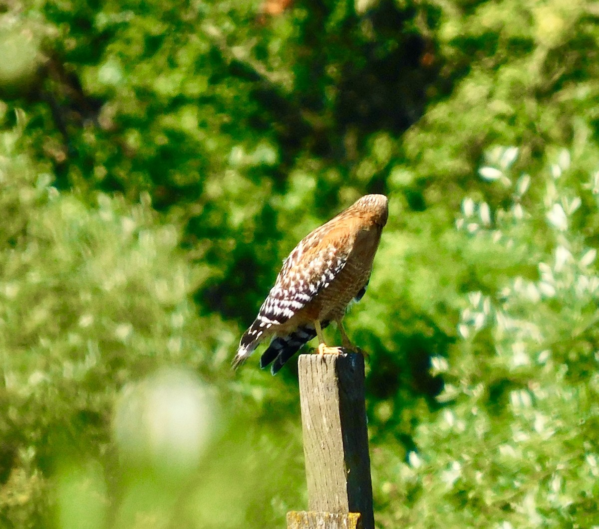 Red-shouldered Hawk - Dan Bilderback