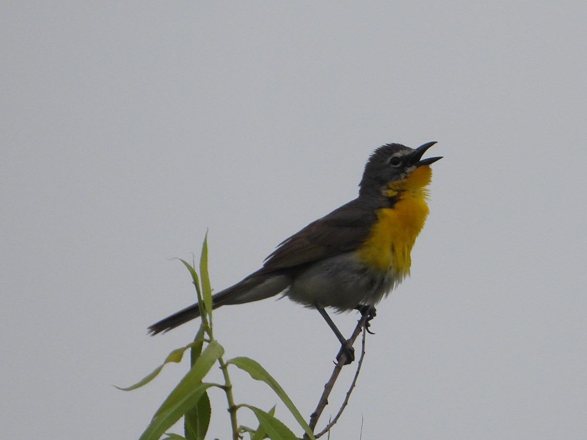 Yellow-breasted Chat - ML621047893