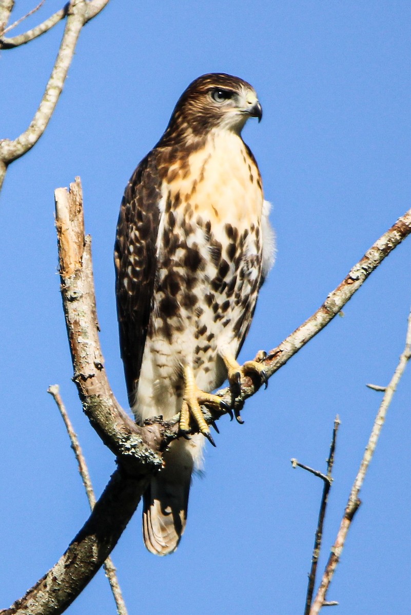 Red-tailed Hawk - ML621047918