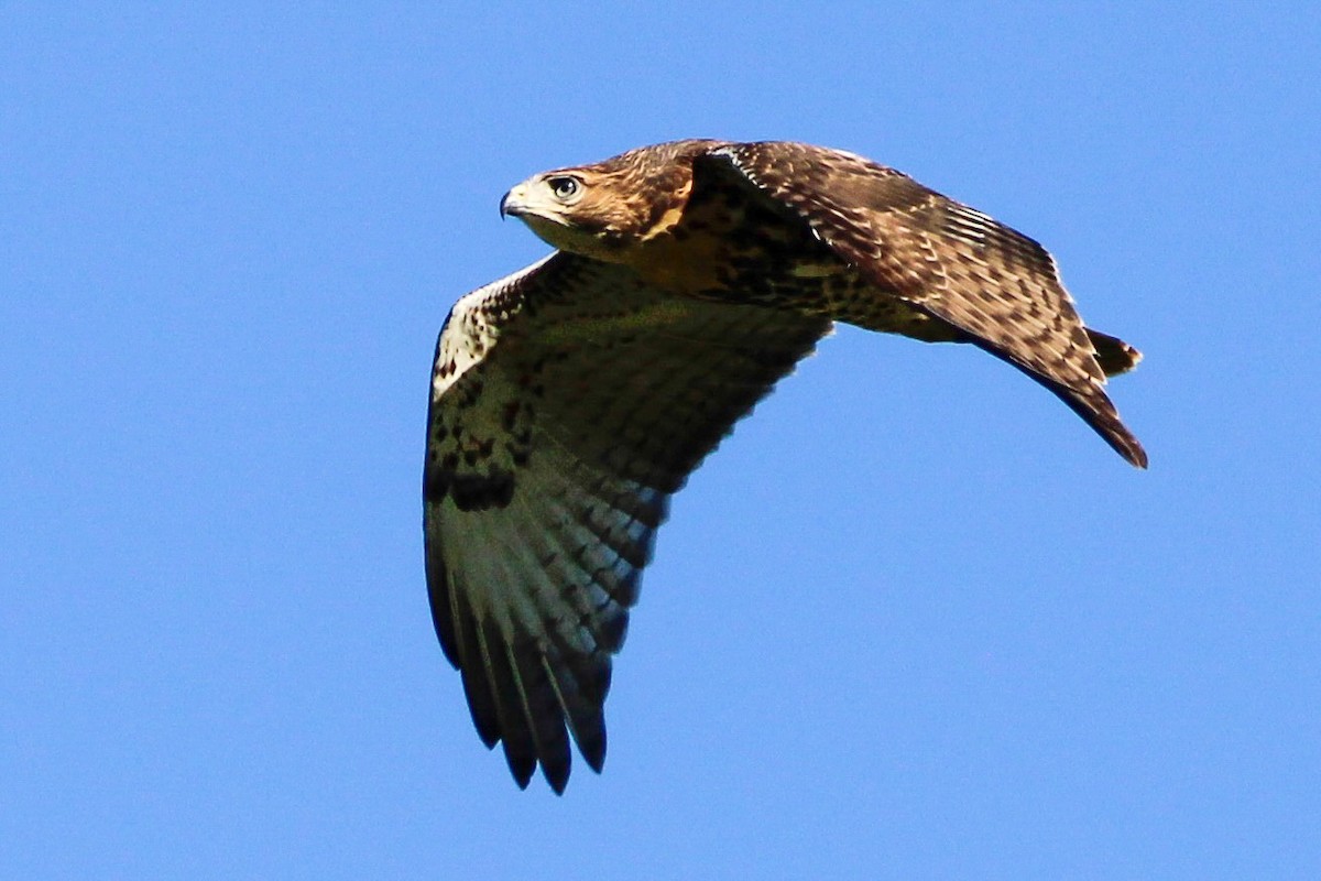 Red-tailed Hawk - ML621047919