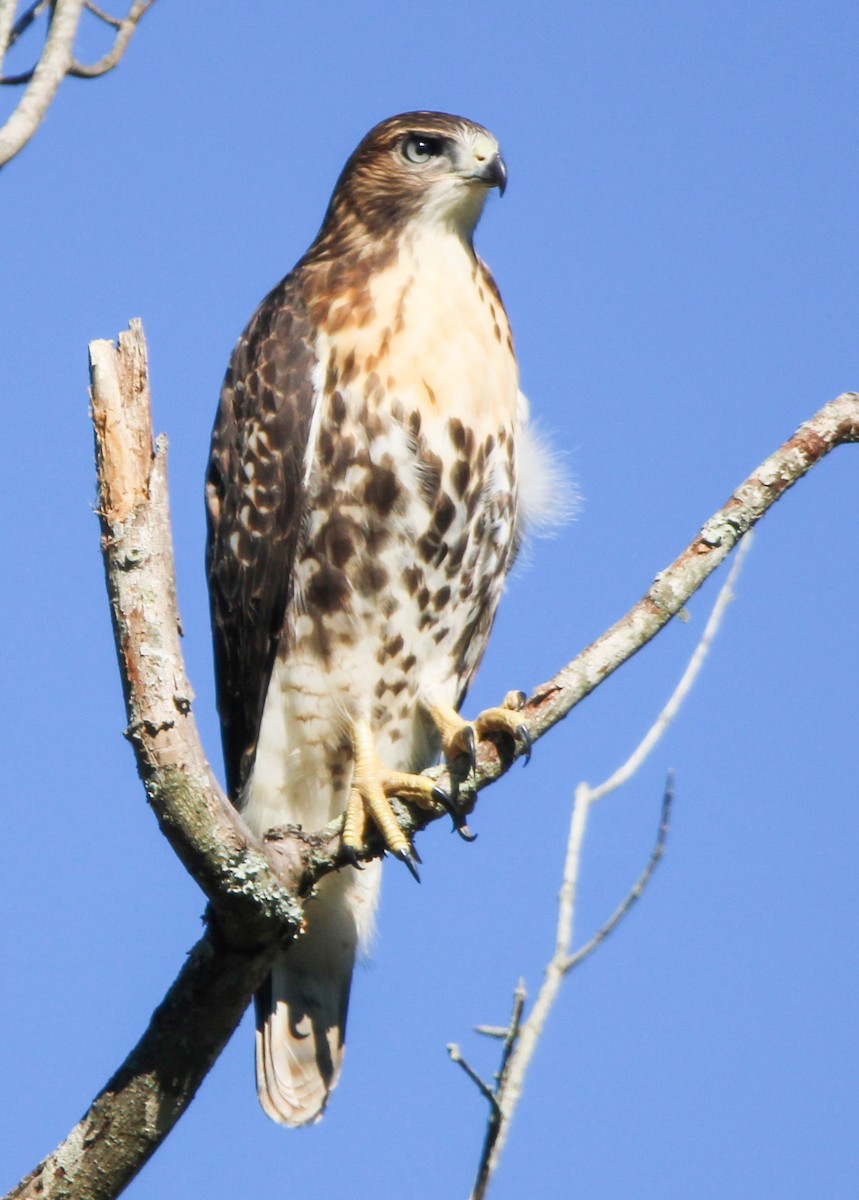 Red-tailed Hawk - ML621047920