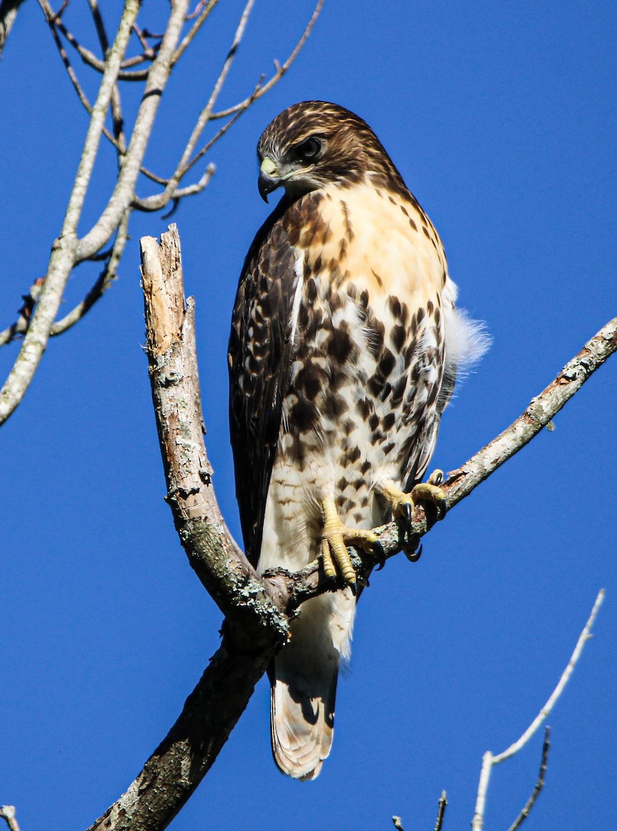 Red-tailed Hawk - ML621047921