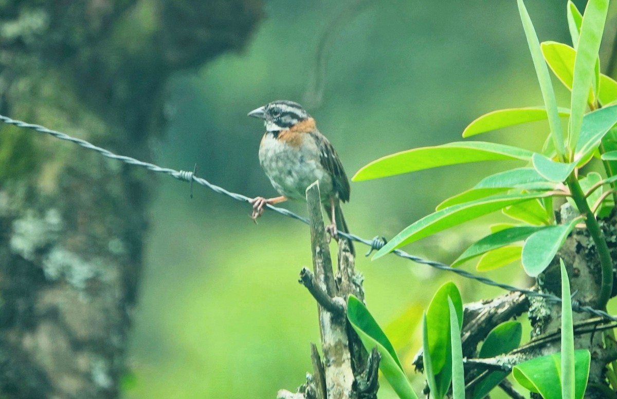 Rufous-collared Sparrow - ML621047927
