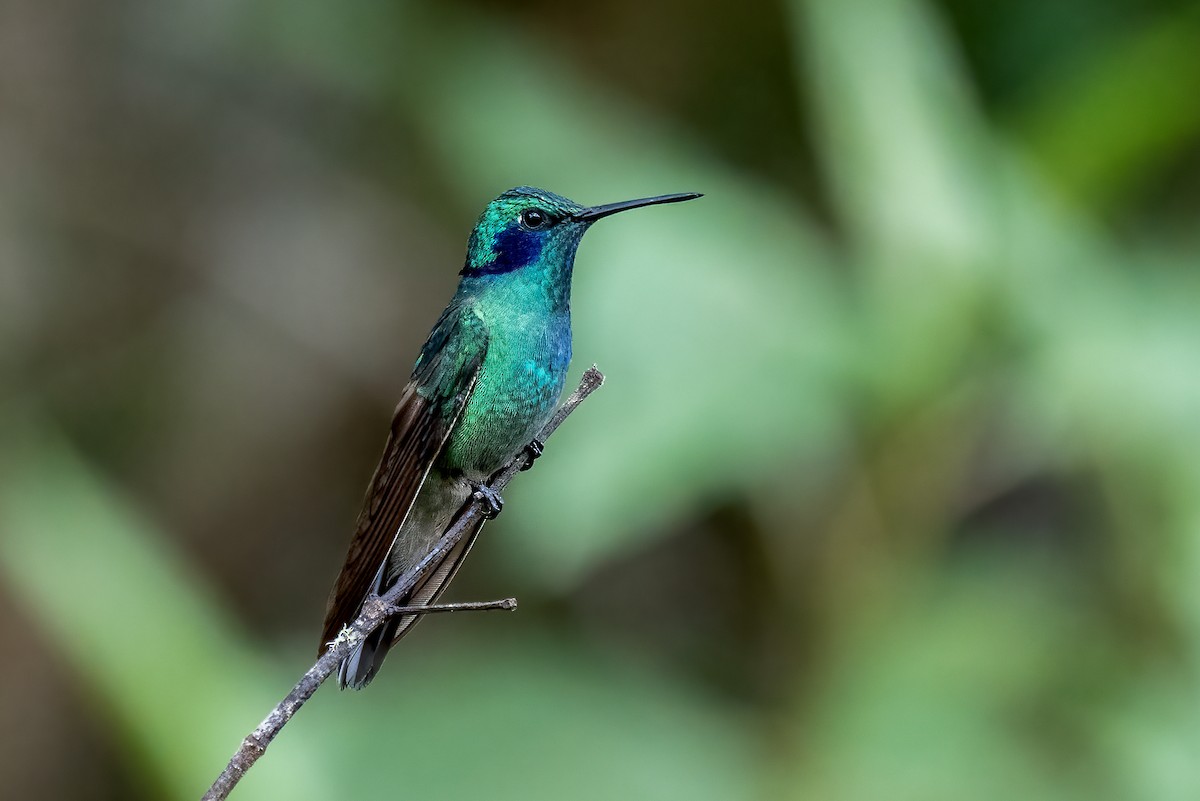 kolibřík modrouchý - ML621047942
