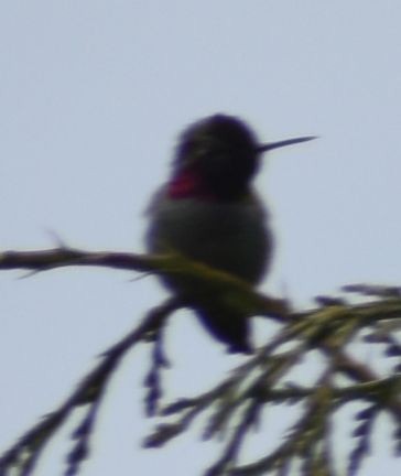 Anna's Hummingbird - ML621047957