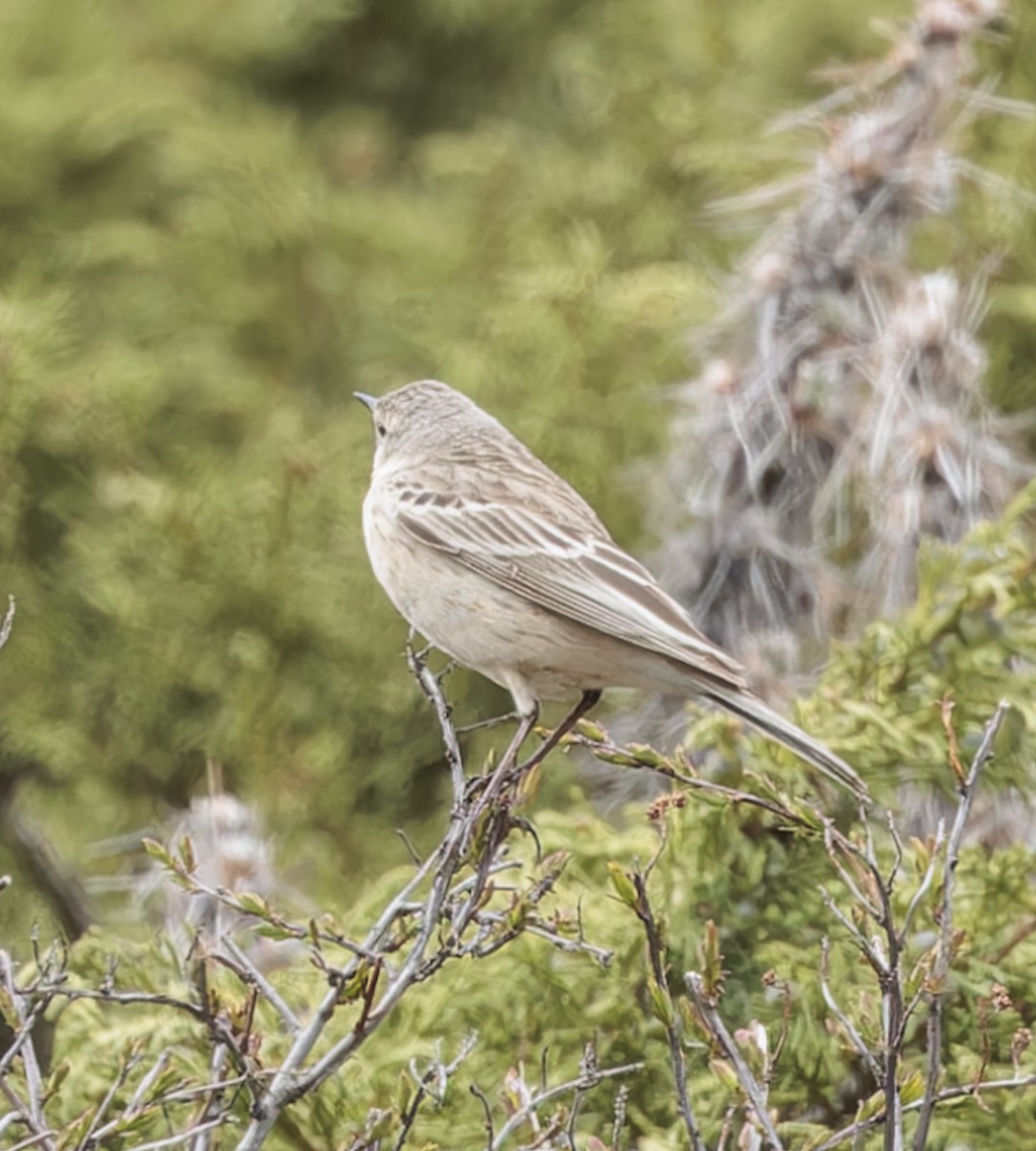 Water Pipit - ML621047968