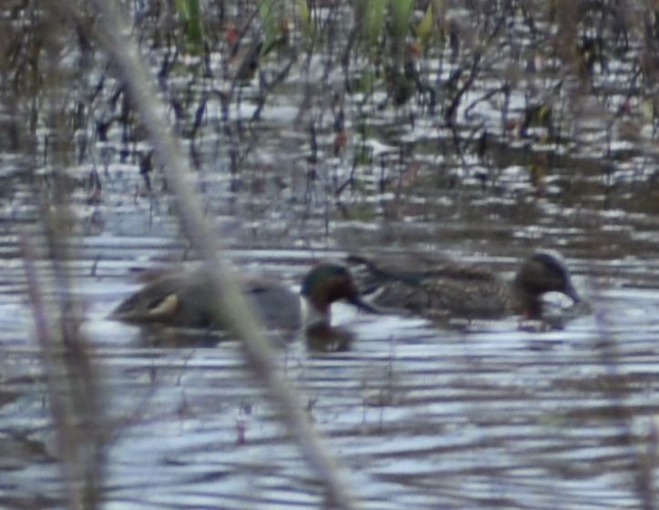 Green-winged Teal - ML621047978