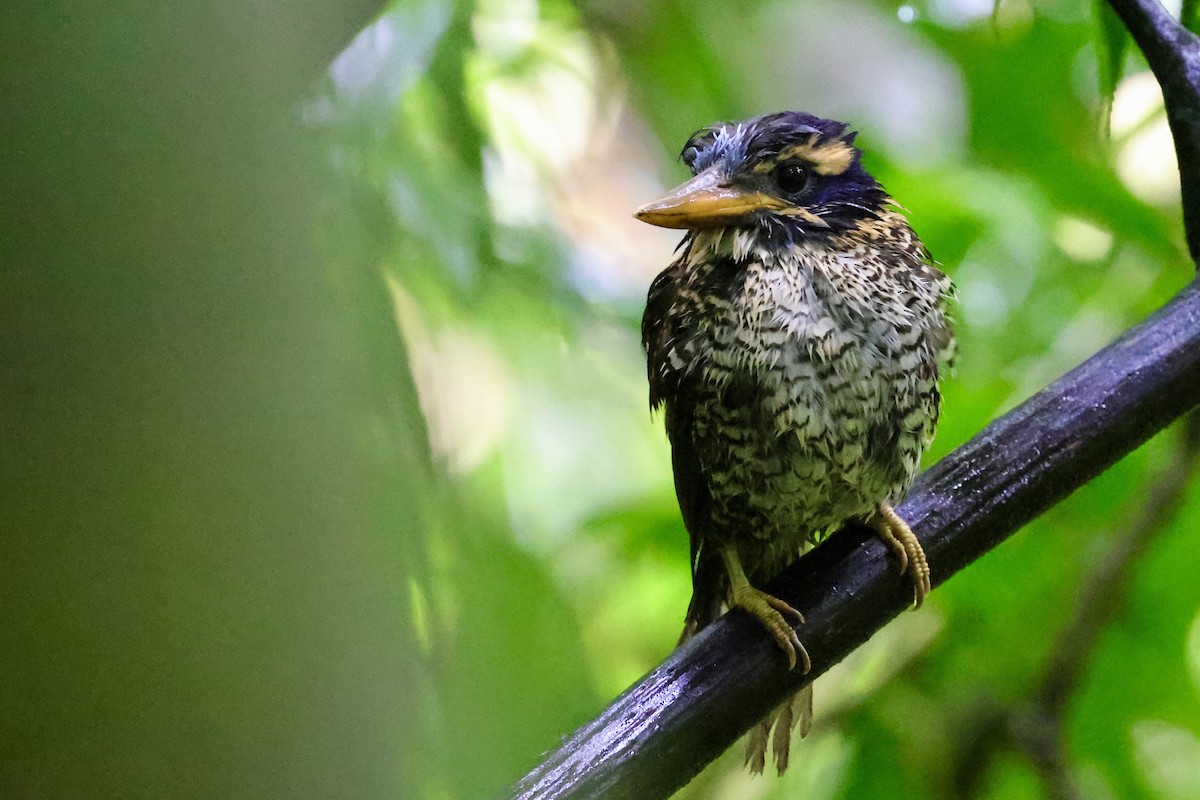 Scaly-breasted Kingfisher - Anonymous