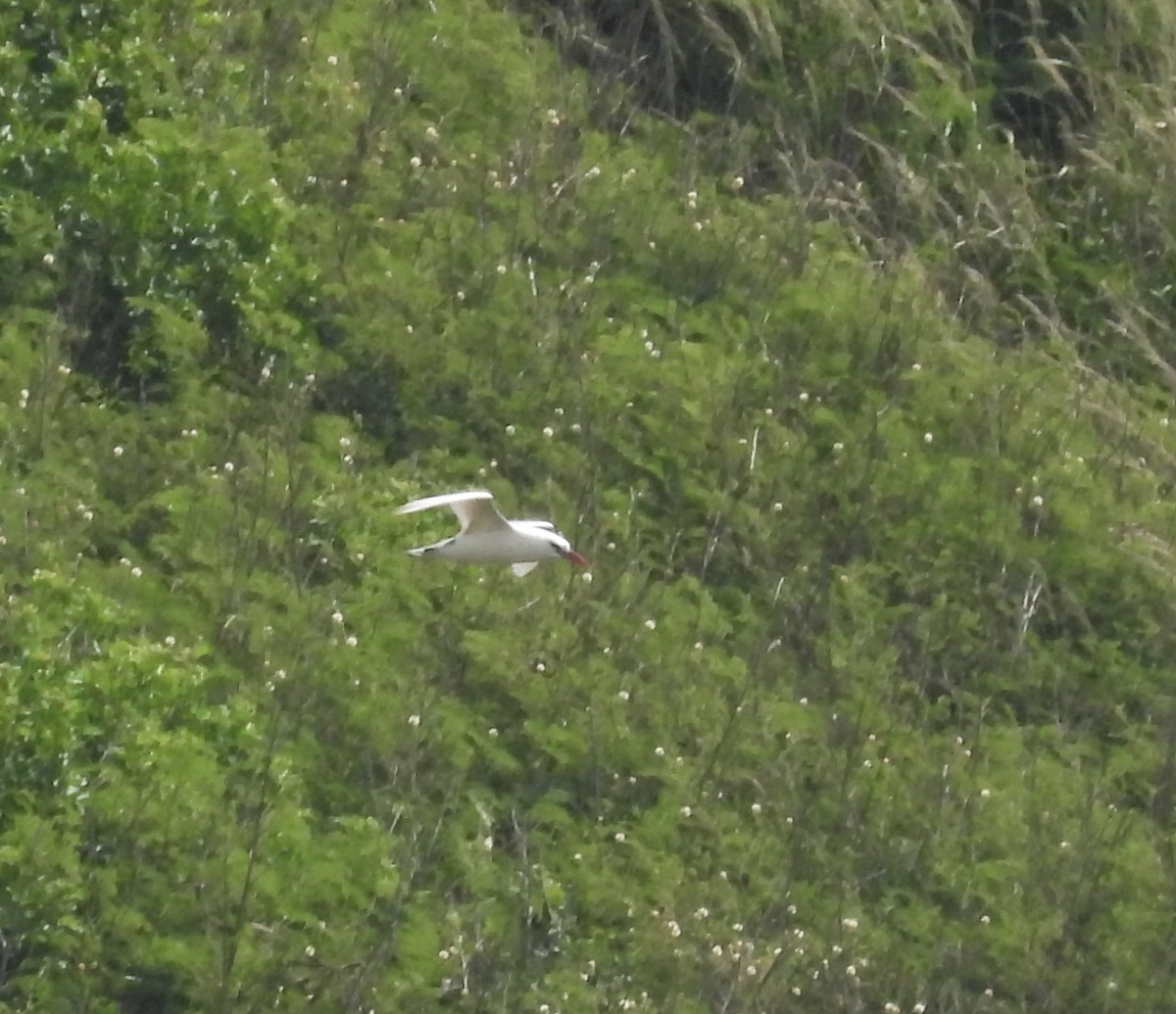 Red-tailed Tropicbird - ML621048015