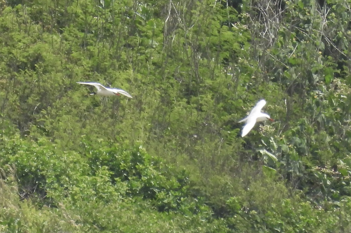 Red-tailed Tropicbird - ML621048016